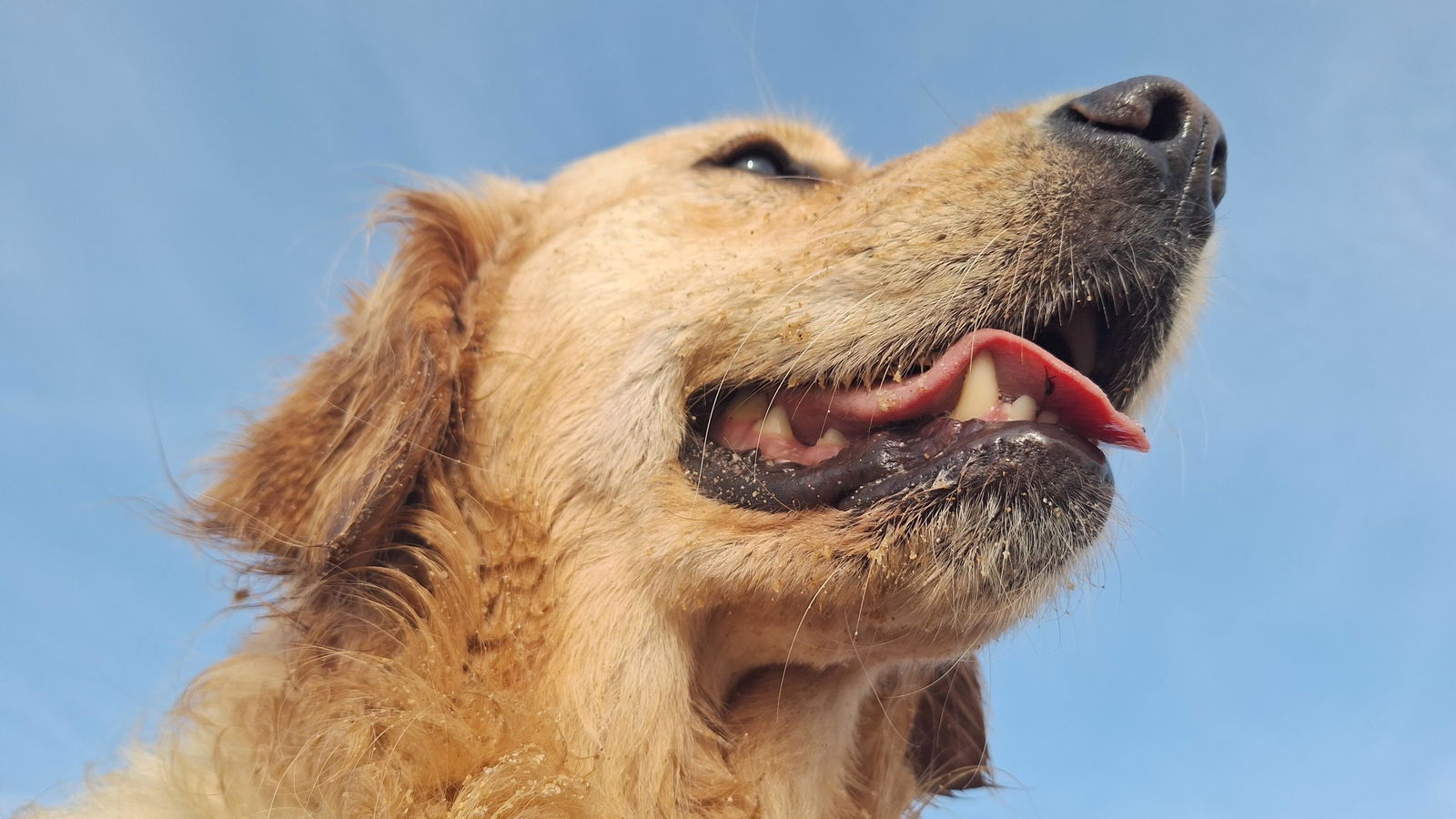 Golden retriever à la lumière du jour
