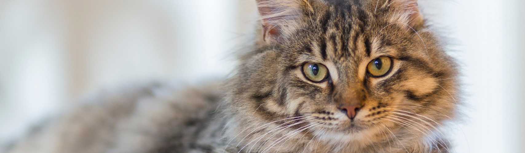 Portrait d’un chat à la maison
